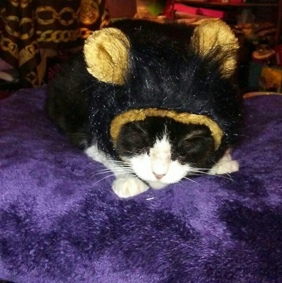 PET FRIENDLY - Picture 6 of 8